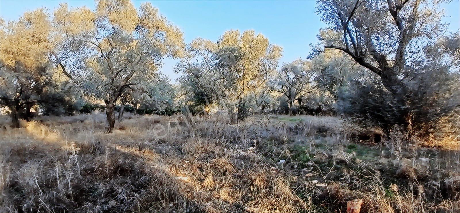 Milas Söğütcük De 1122 M2 Yola Cepheli,yatırım Yaşam Fırsatı! - Görsel 24