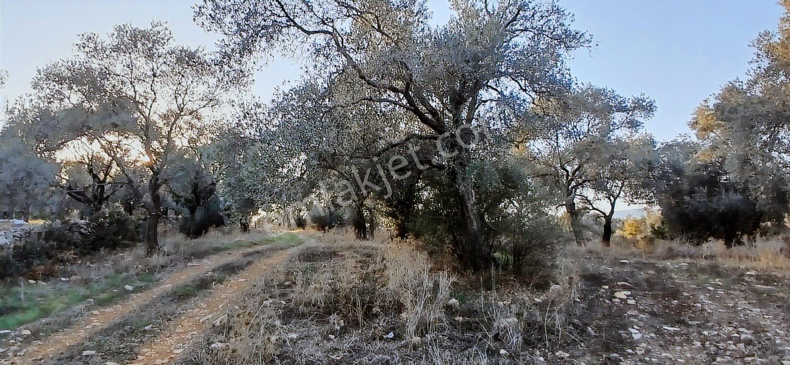 Milas Söğütcük De 1122 M2 Yola Cepheli,yatırım Yaşam Fırsatı! - Görsel 7