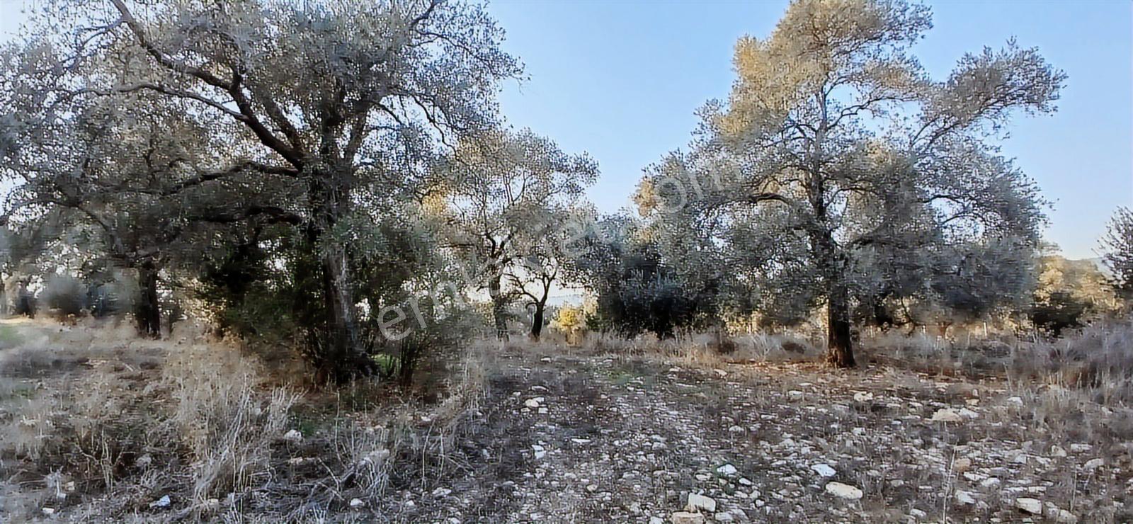 Milas Söğütcük De 1122 M2 Yola Cepheli,yatırım Yaşam Fırsatı! - Görsel 9