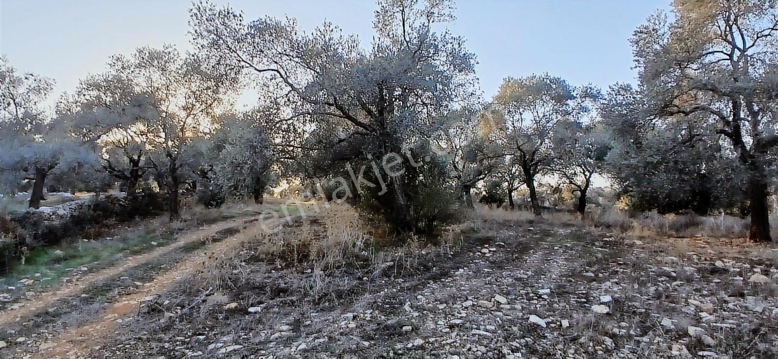 Milas Söğütcük De 1122 M2 Yola Cepheli,yatırım Yaşam Fırsatı! - Görsel 4