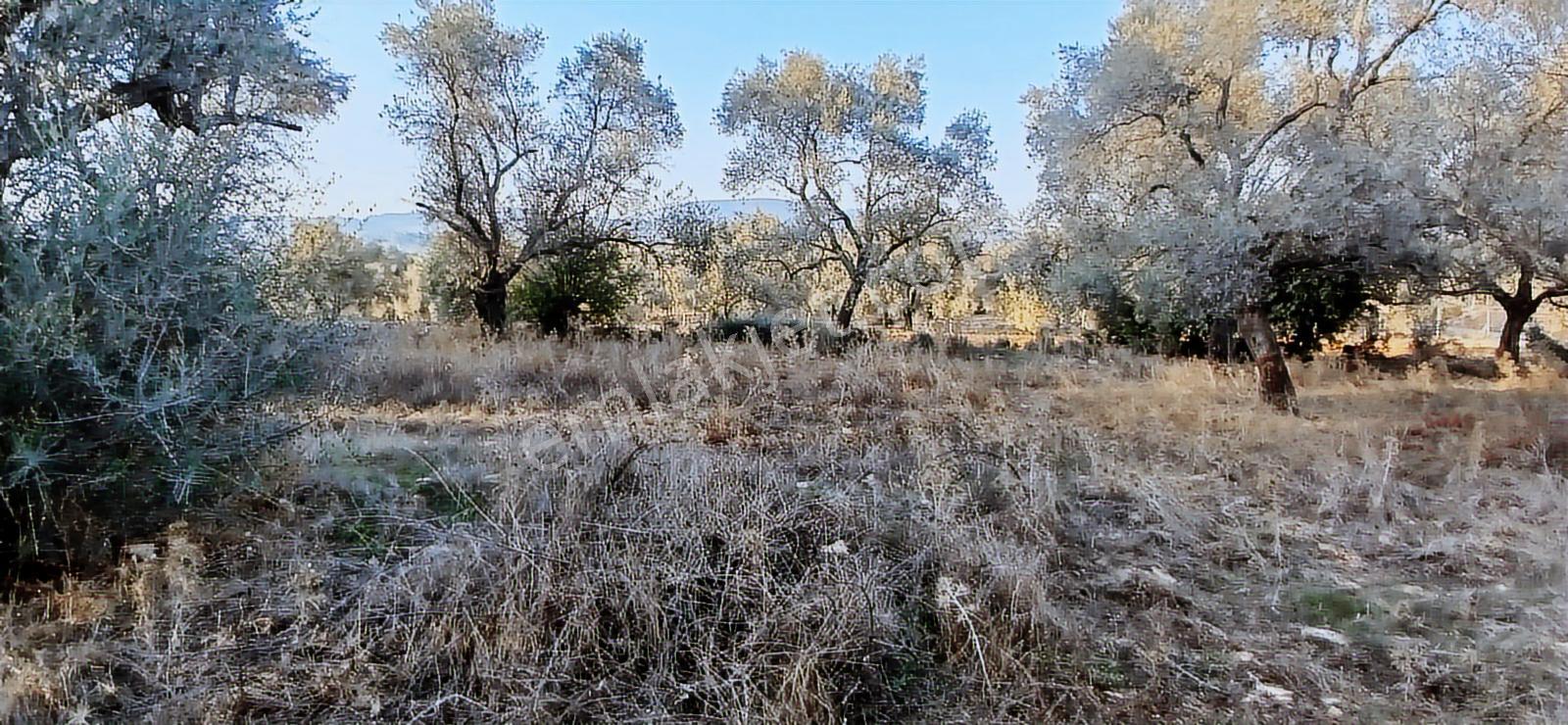 Milas Söğütcük De 1122 M2 Yola Cepheli,yatırım Yaşam Fırsatı! - Görsel 29