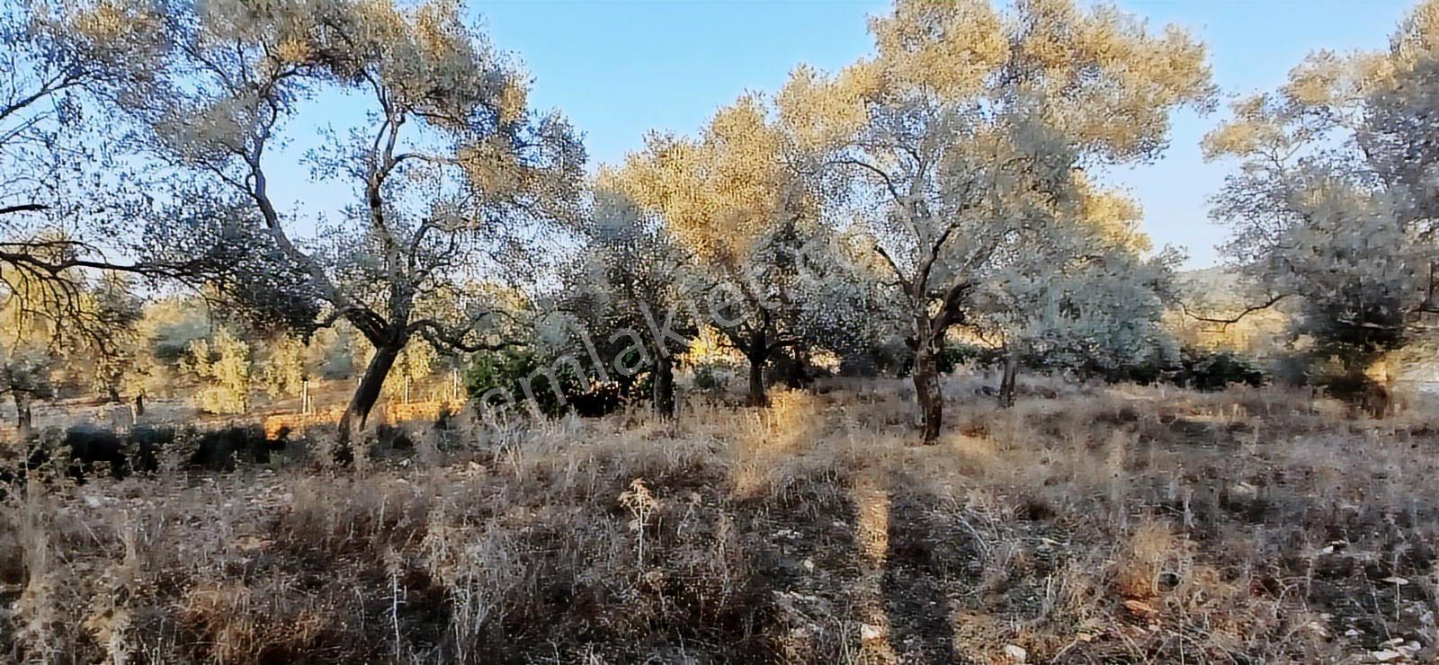 Milas Söğütcük De 1122 M2 Yola Cepheli,yatırım Yaşam Fırsatı! - Görsel 25