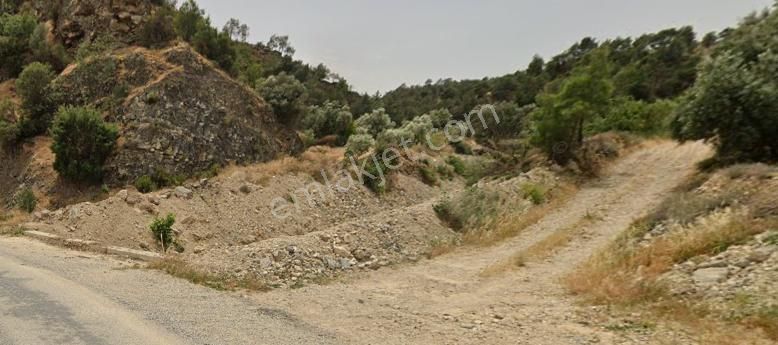 Satılık Yıllık 20 Ton Verimli, Elektrikli, Sulamalı Zeytinlik - Görsel 11