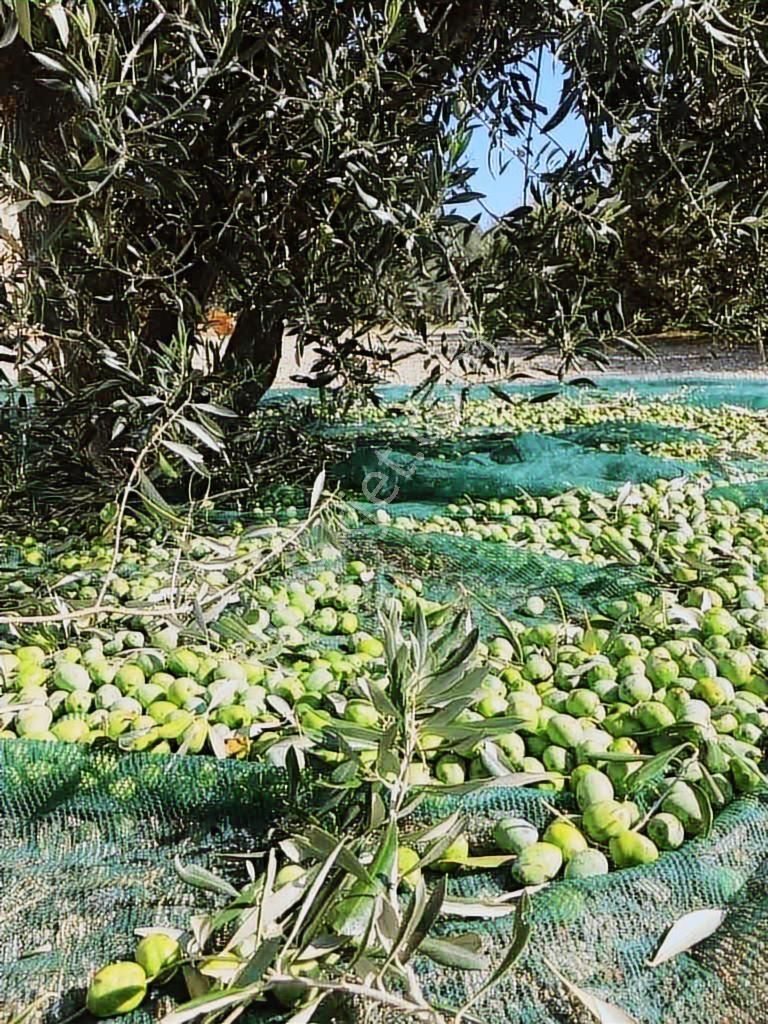 İzmir / Menderes /çamönü Mh / Emsalsiz Tarla - Görsel 3