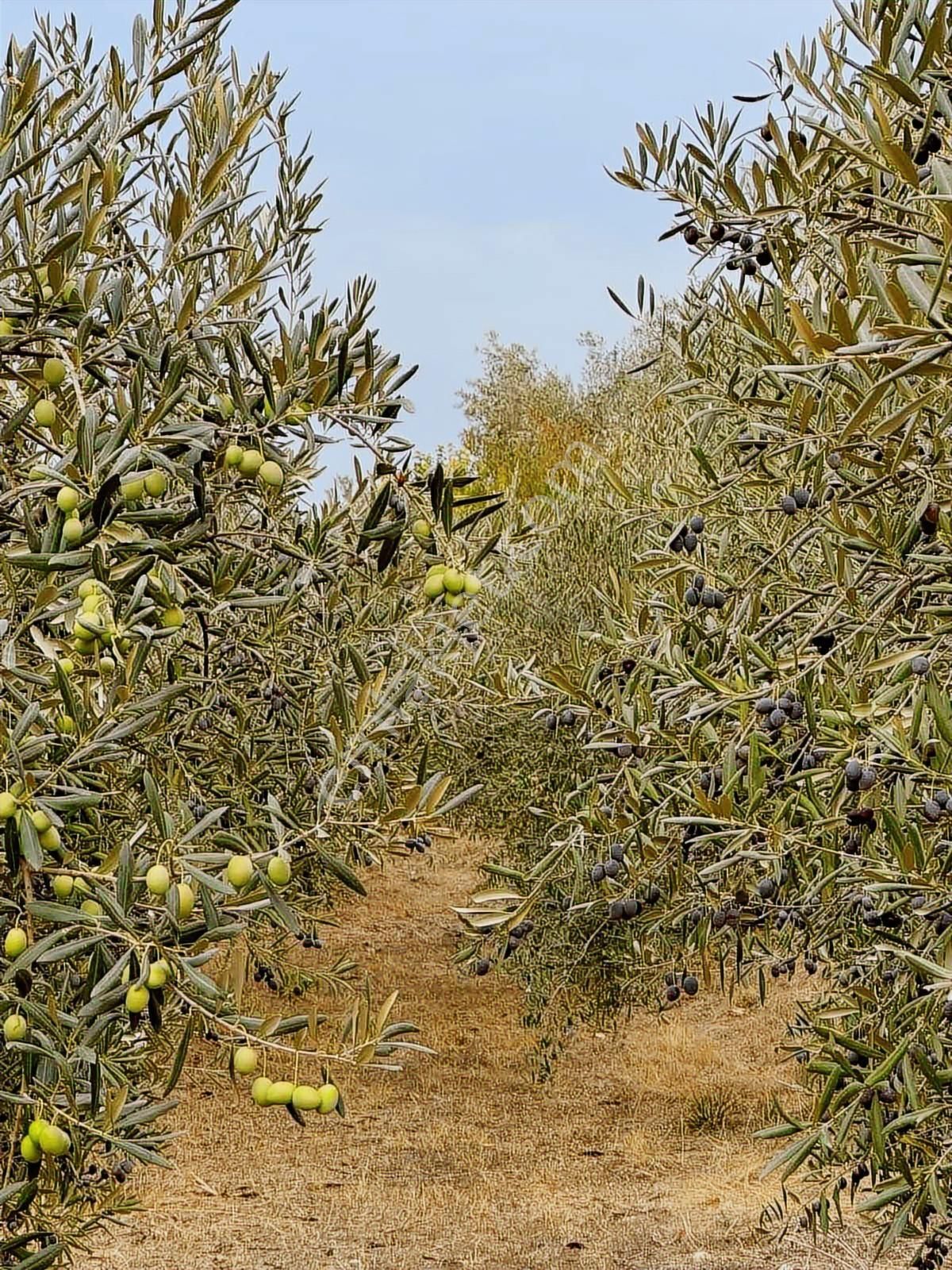 İzmir / Menderes /çamönü Mh / Emsalsiz Tarla - Görsel 6