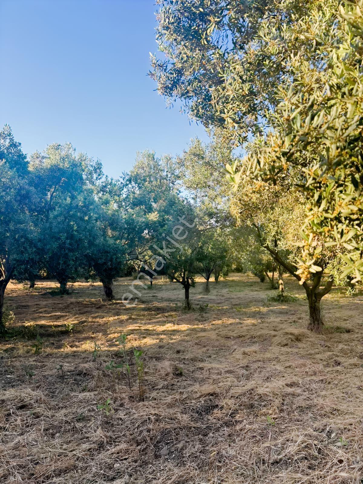 İzmir / Menderes /çamönü Mh / Emsalsiz Tarla - Görsel 23