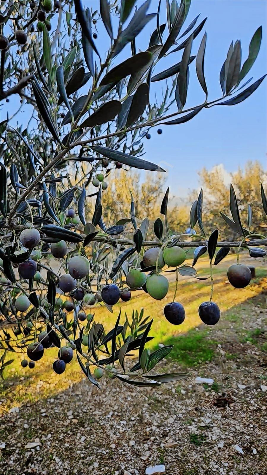 İzmir / Menderes /çamönü Mh / Emsalsiz Tarla - Görsel 4