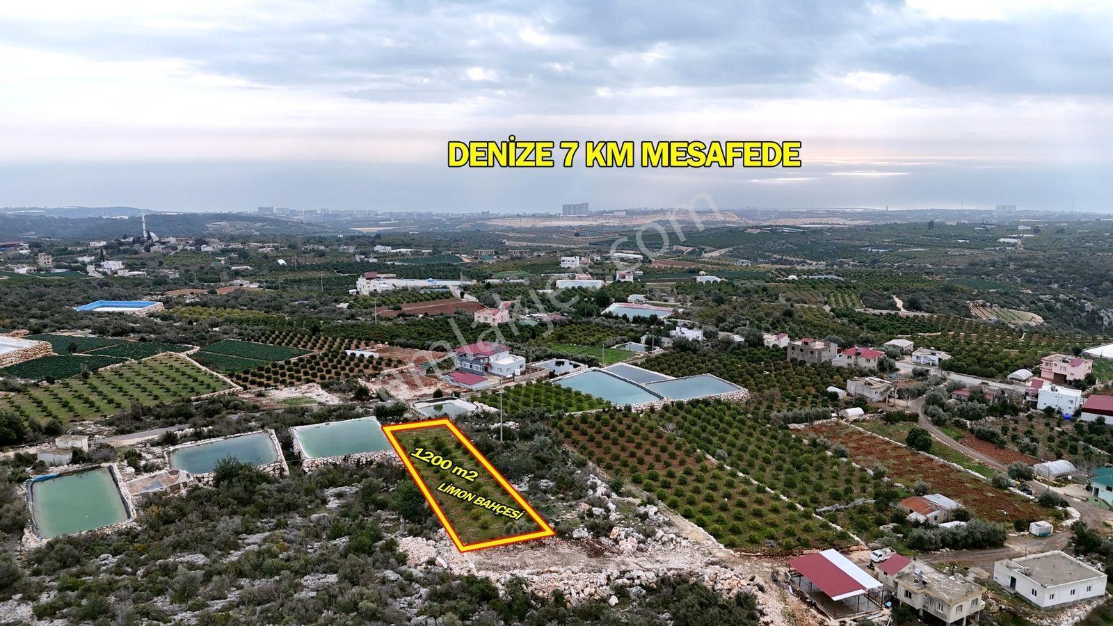 Erdemli Batısandal Satılık 1200 M2 Ev Yapım Uygun Limon Bahçesi - Görsel 4