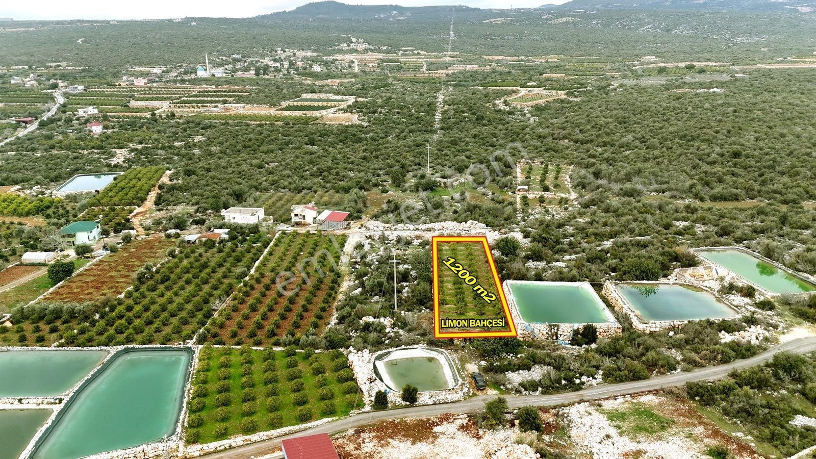 Erdemli Batısandal Satılık 1200 M2 Ev Yapım Uygun Limon Bahçesi - Görsel 14