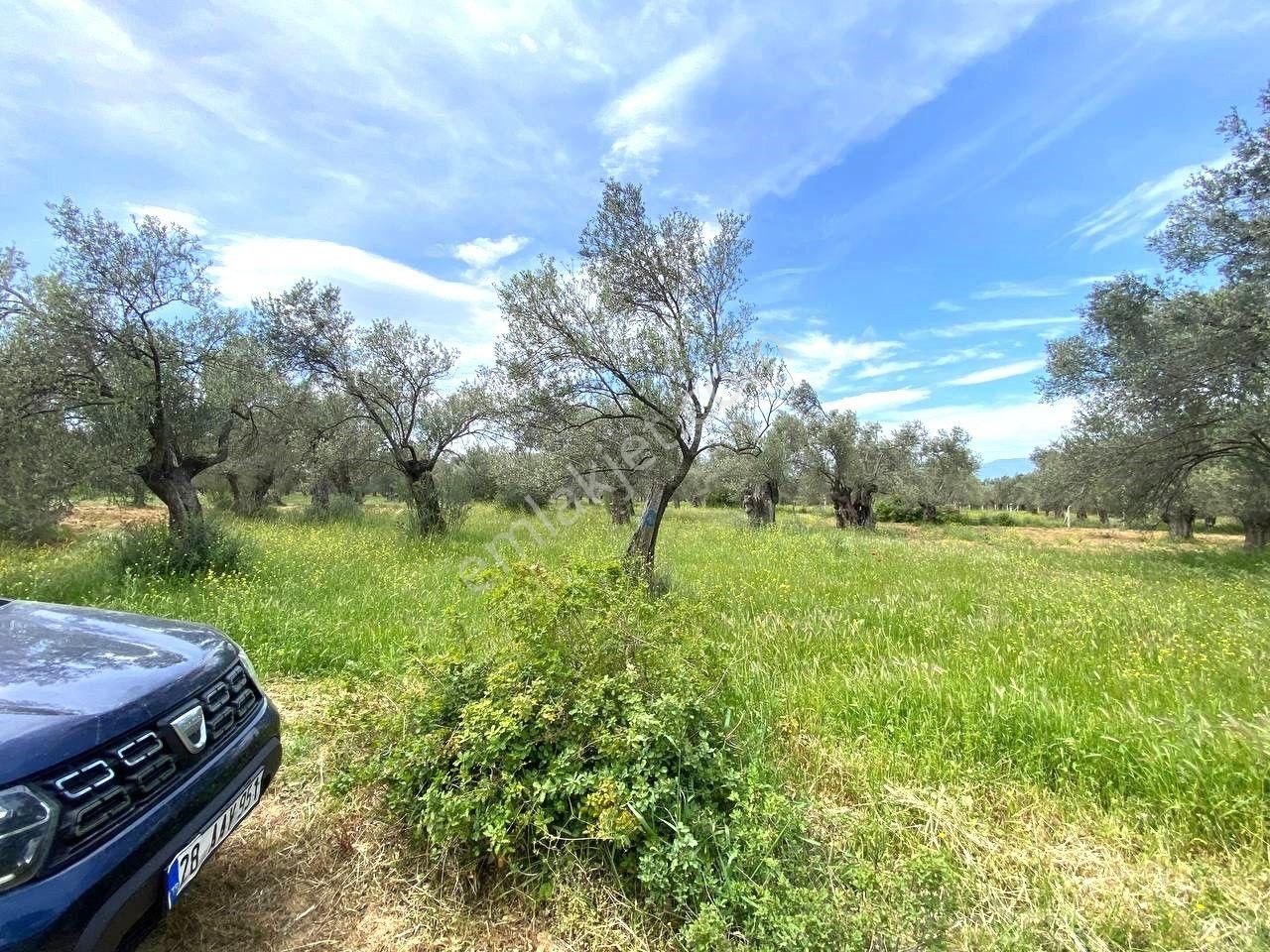 Aktiften Burhaniye Taylıelinde 888m2 İçerisinde 20 Adet Zeytin Ağacı Bulunan Satılık Zeytinlik 🌴 - Görsel 25