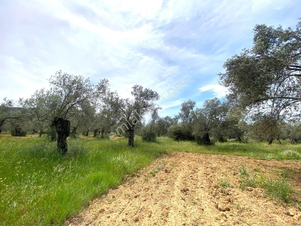 Aktiften Burhaniye Taylıelinde 888m2 İçerisinde 20 Adet Zeytin Ağacı Bulunan Satılık Zeytinlik 🌴 - Görsel 5