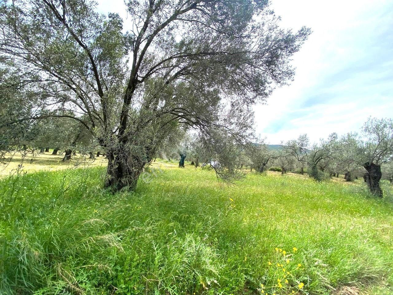 Aktiften Burhaniye Taylıelinde 888m2 İçerisinde 20 Adet Zeytin Ağacı Bulunan Satılık Zeytinlik 🌴 - Görsel 15