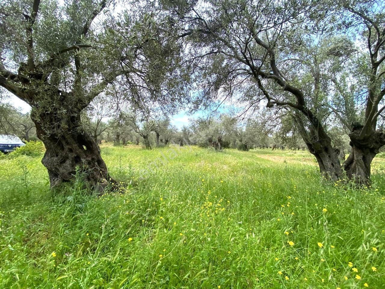 Aktiften Burhaniye Taylıelinde 888m2 İçerisinde 20 Adet Zeytin Ağacı Bulunan Satılık Zeytinlik 🌴 - Görsel 16