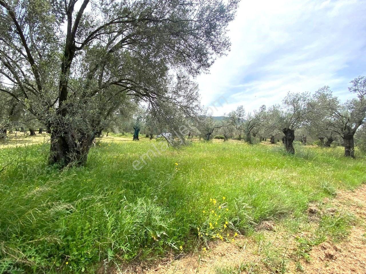 Aktiften Burhaniye Taylıelinde 888m2 İçerisinde 20 Adet Zeytin Ağacı Bulunan Satılık Zeytinlik 🌴 - Görsel 17