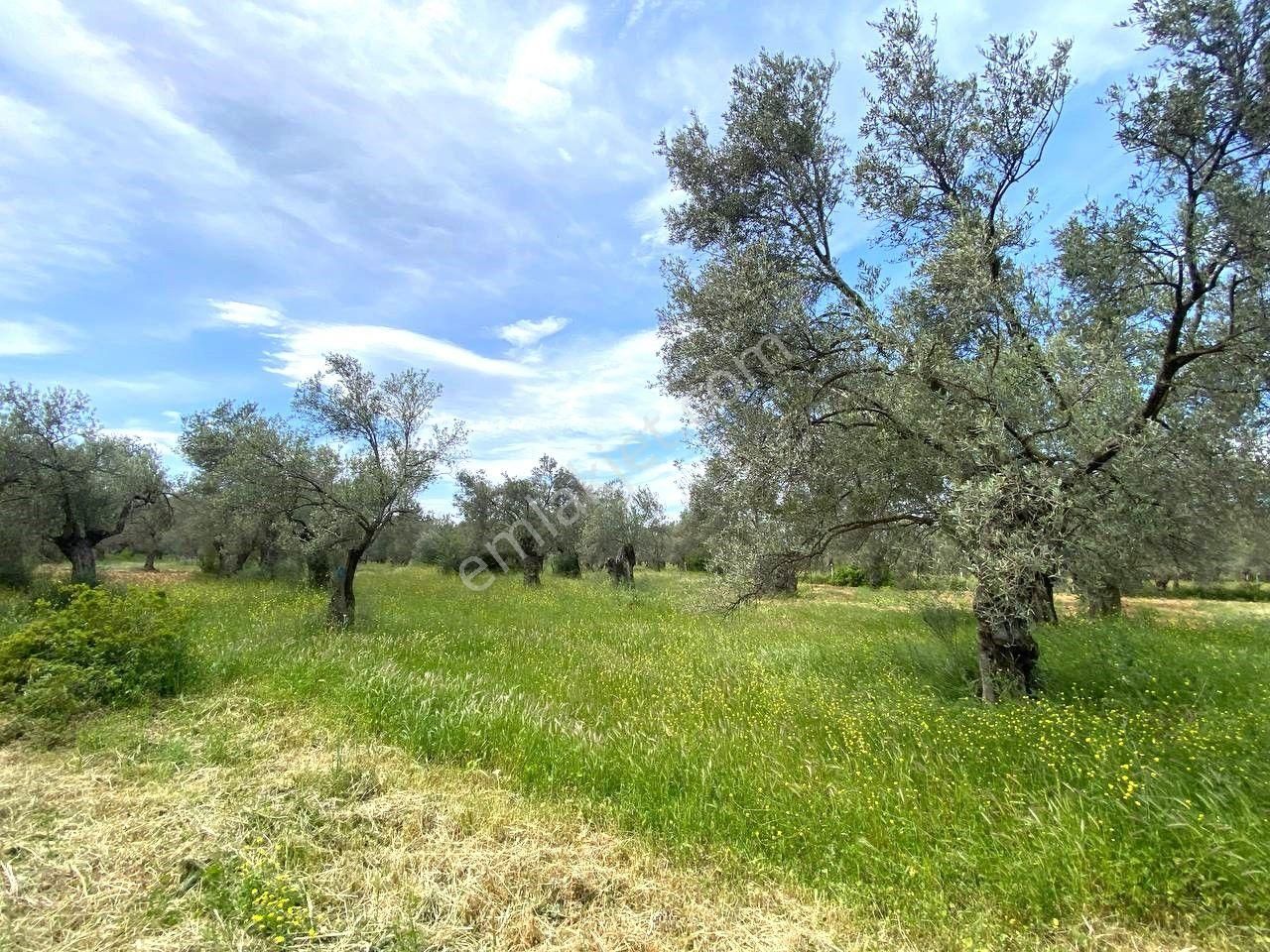 Aktiften Burhaniye Taylıelinde 888m2 İçerisinde 20 Adet Zeytin Ağacı Bulunan Satılık Zeytinlik 🌴 - Görsel 22