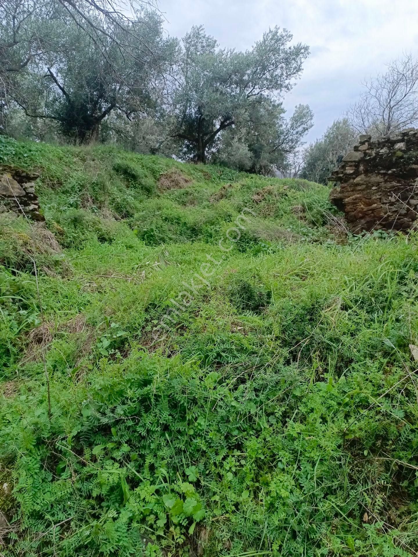 Aydın Yenipazar Hamzabali Köyünde Satılıık Arsa - Görsel 12