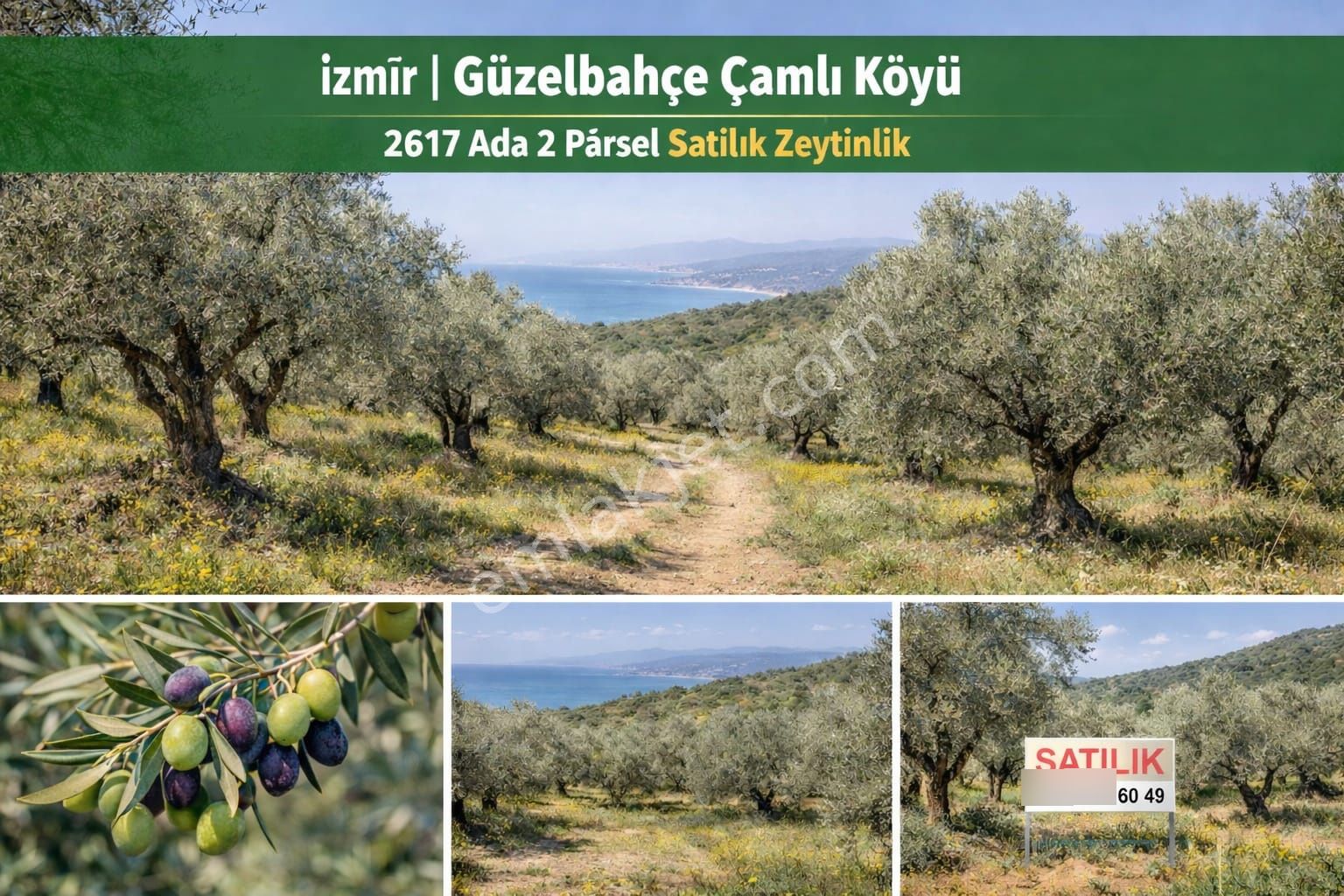 Ünlükoç Gayrimenkul Güzelbahçe Çamlı'da Zeytinlik - Görsel 2