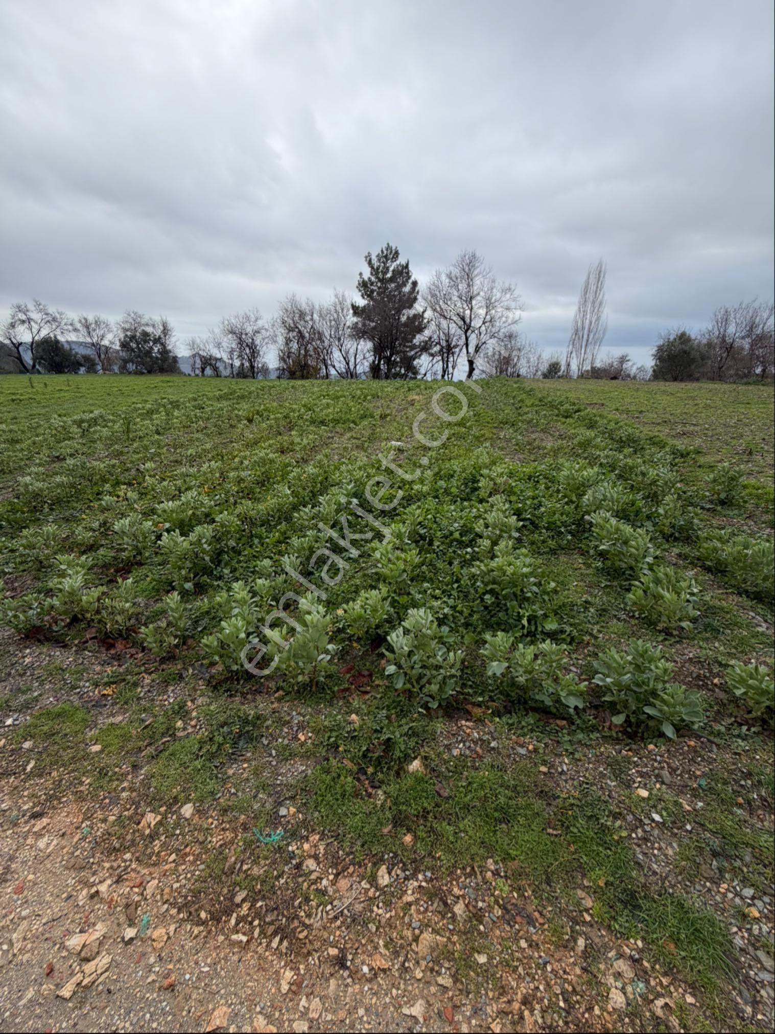 Alanya Mahmutseydi De Deniz Manzaralı 959 M2 Satılık Tarla - Görsel 5