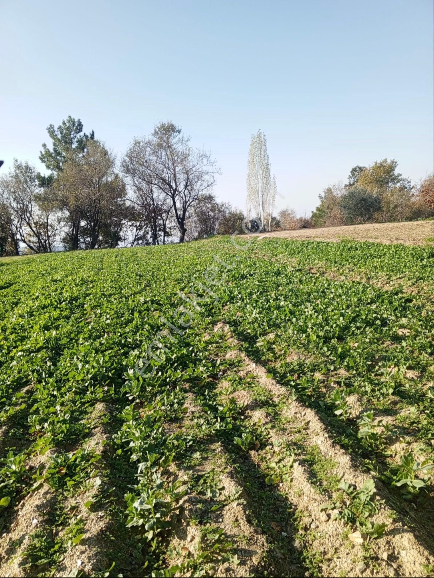 Alanya Mahmutseydi De Deniz Manzaralı 959 M2 Satılık Tarla - Görsel 6