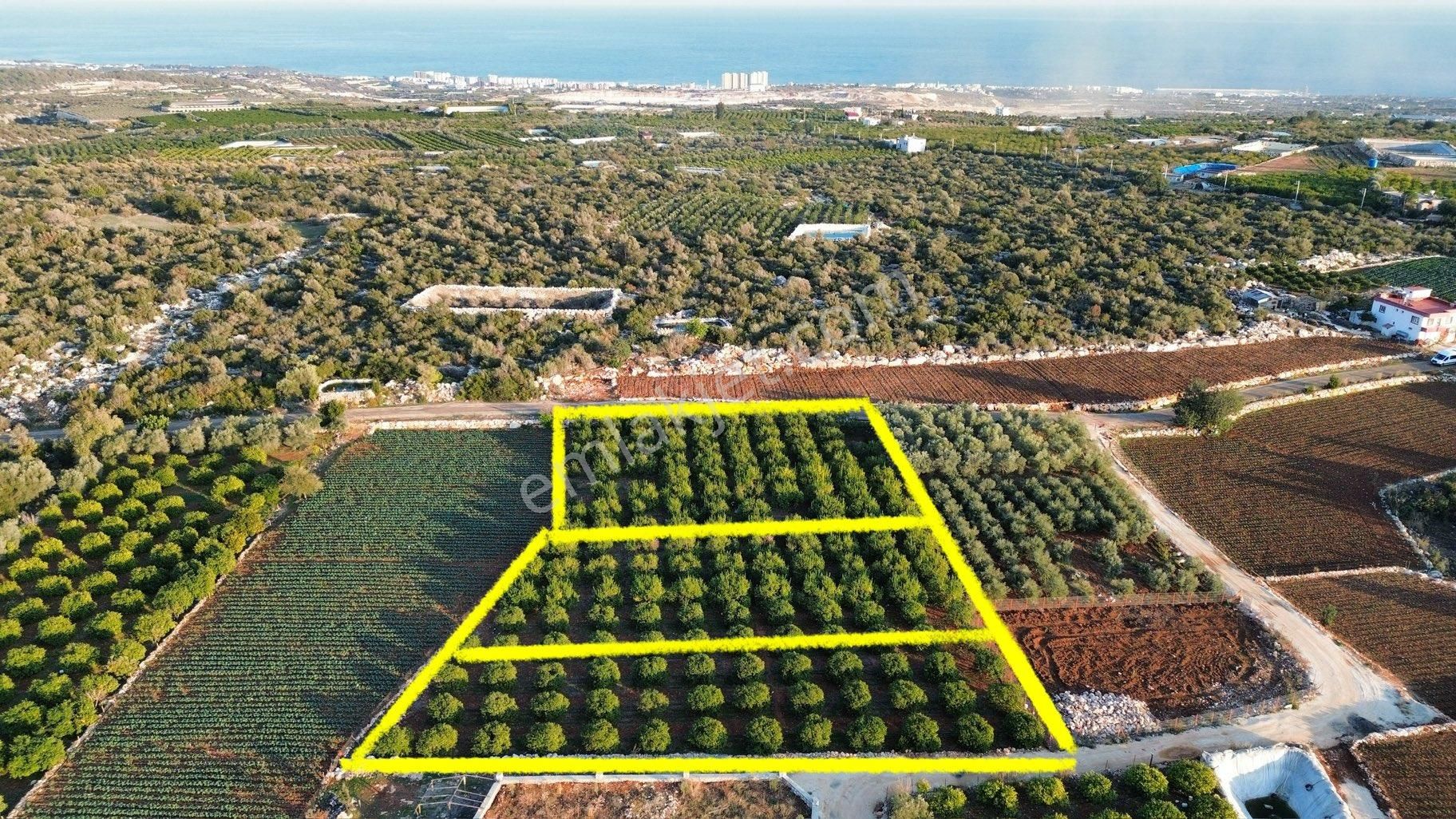 Batısandada 4300 M Limon Bahçesi - Görsel 8