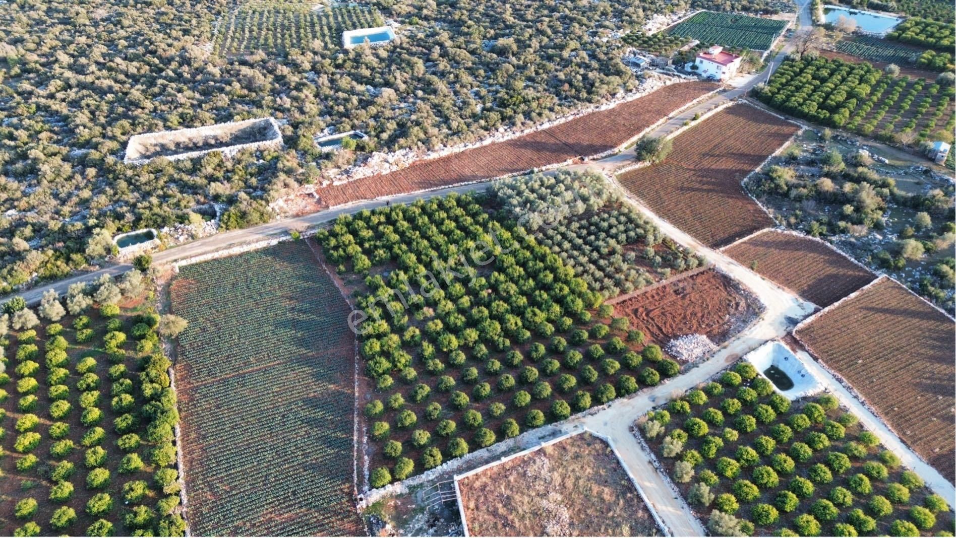 Batısandada 4300 M Limon Bahçesi