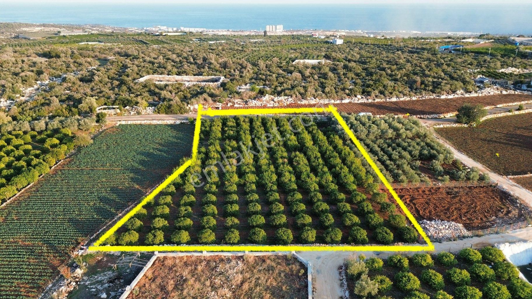 Batısandada 4300 M Limon Bahçesi - Görsel 4