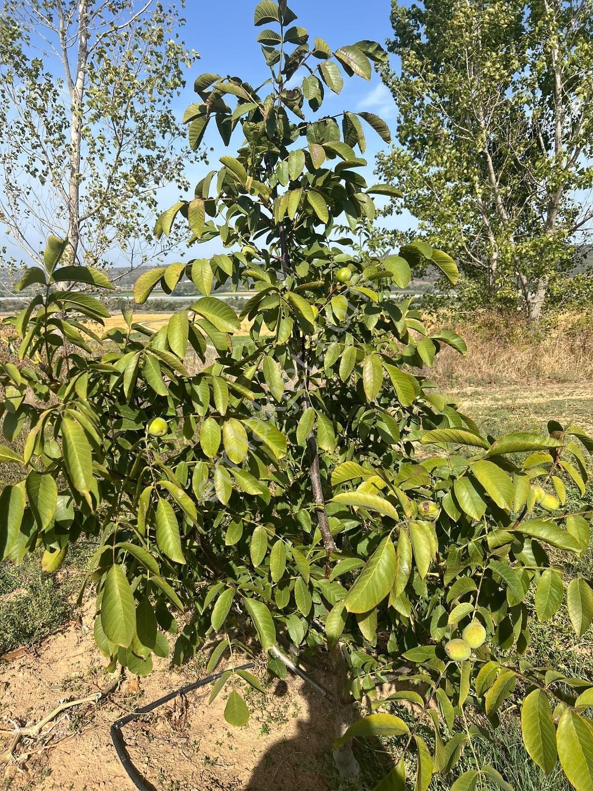 Edirne Meriçte Acil Satılık Arazi - Görsel 7