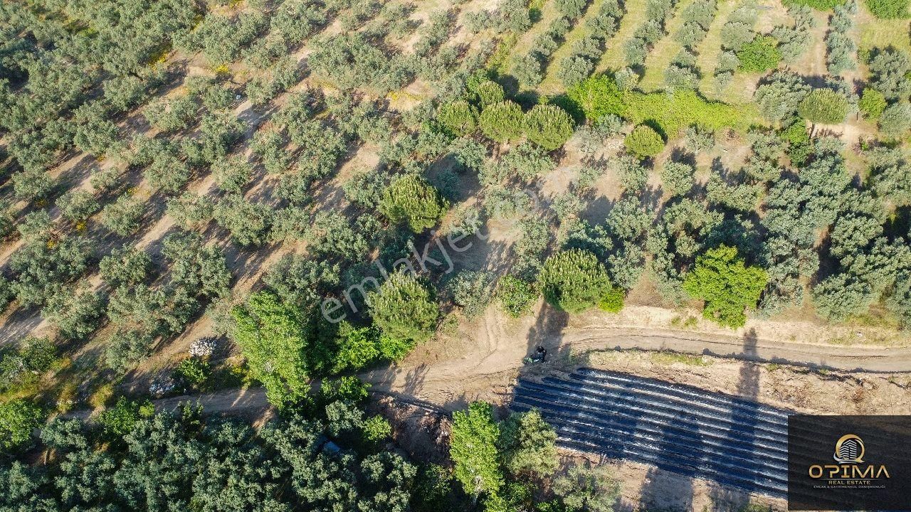 Opima Emlaktan Çeltikçi Mahallesinde Yolu Açılmış Satılık Zeytinlik