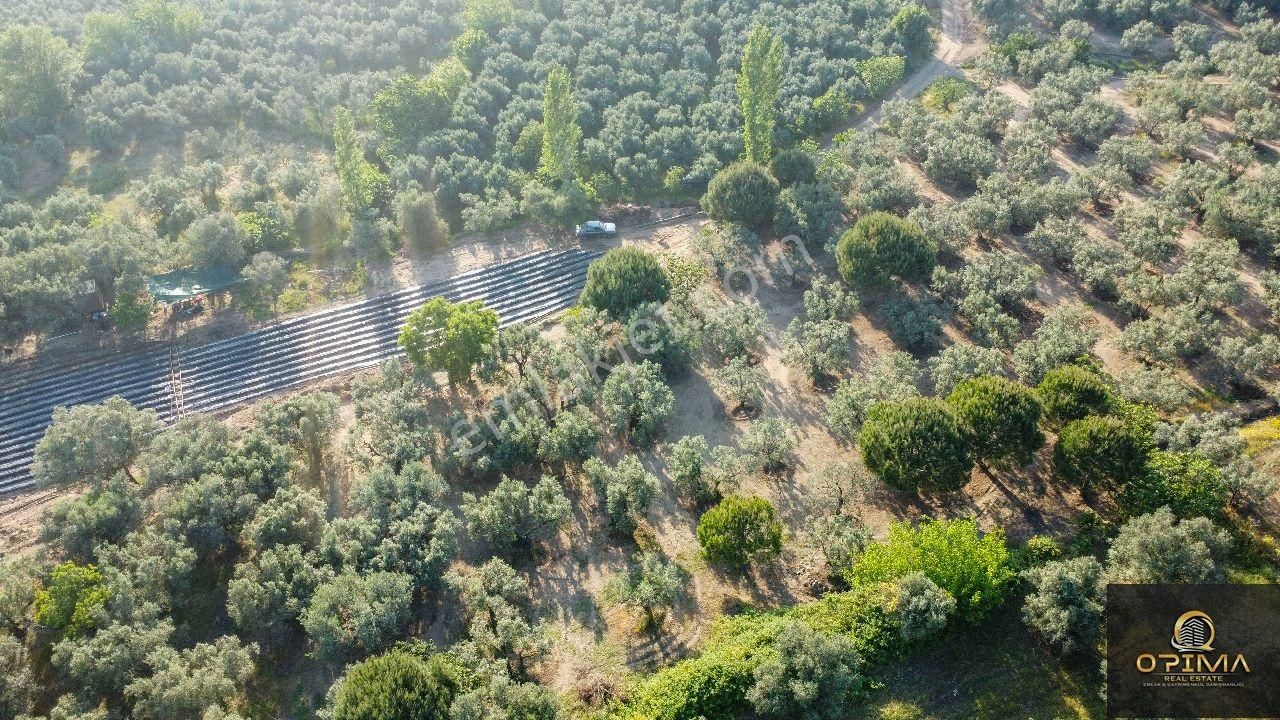 Opima Emlaktan Çeltikçi Mahallesinde Yolu Açılmış Satılık Zeytinlik - Görsel 11