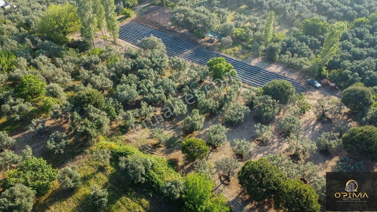 Opima Emlaktan Çeltikçi Mahallesinde Yolu Açılmış Satılık Zeytinlik - Görsel 14