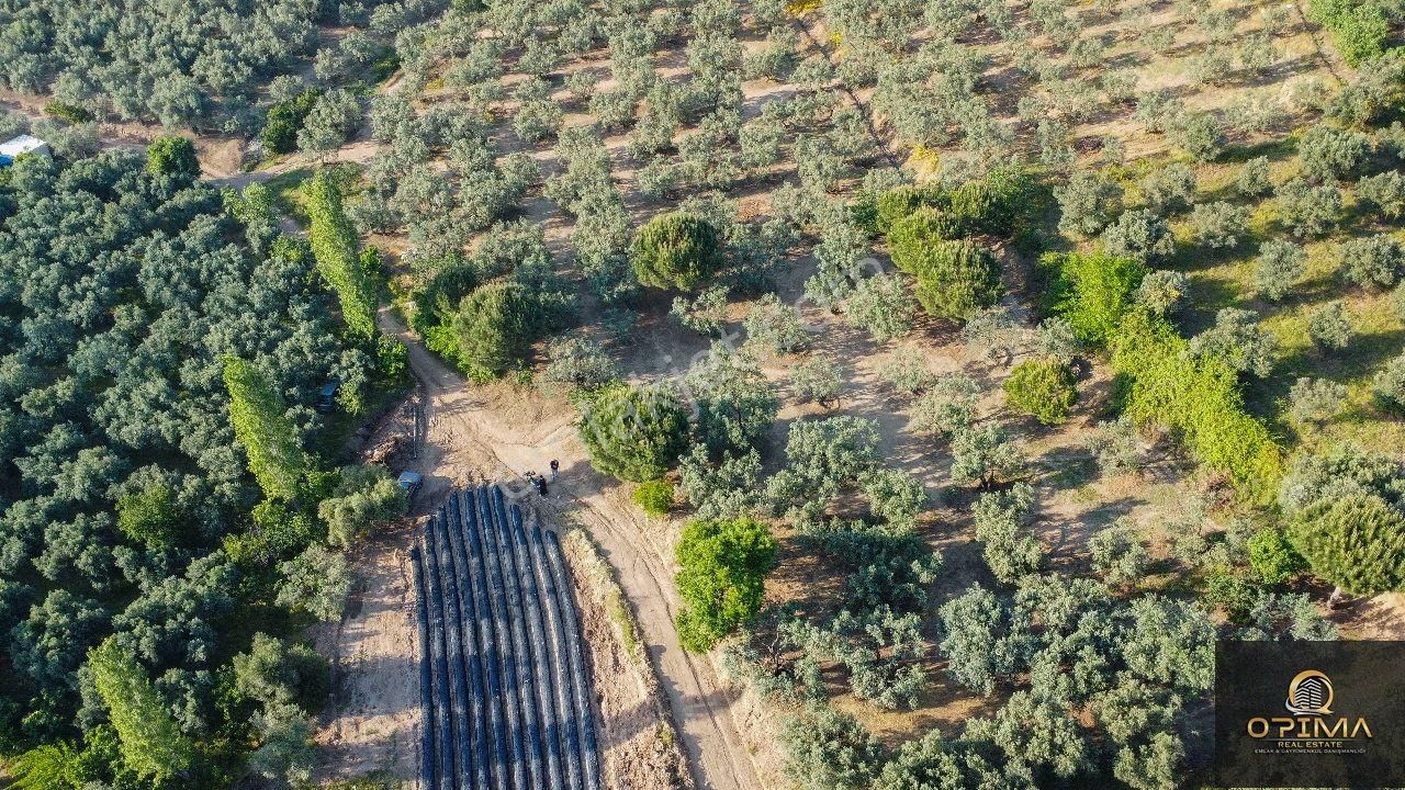 Opima Emlaktan Çeltikçi Mahallesinde Yolu Açılmış Satılık Zeytinlik - Görsel 6