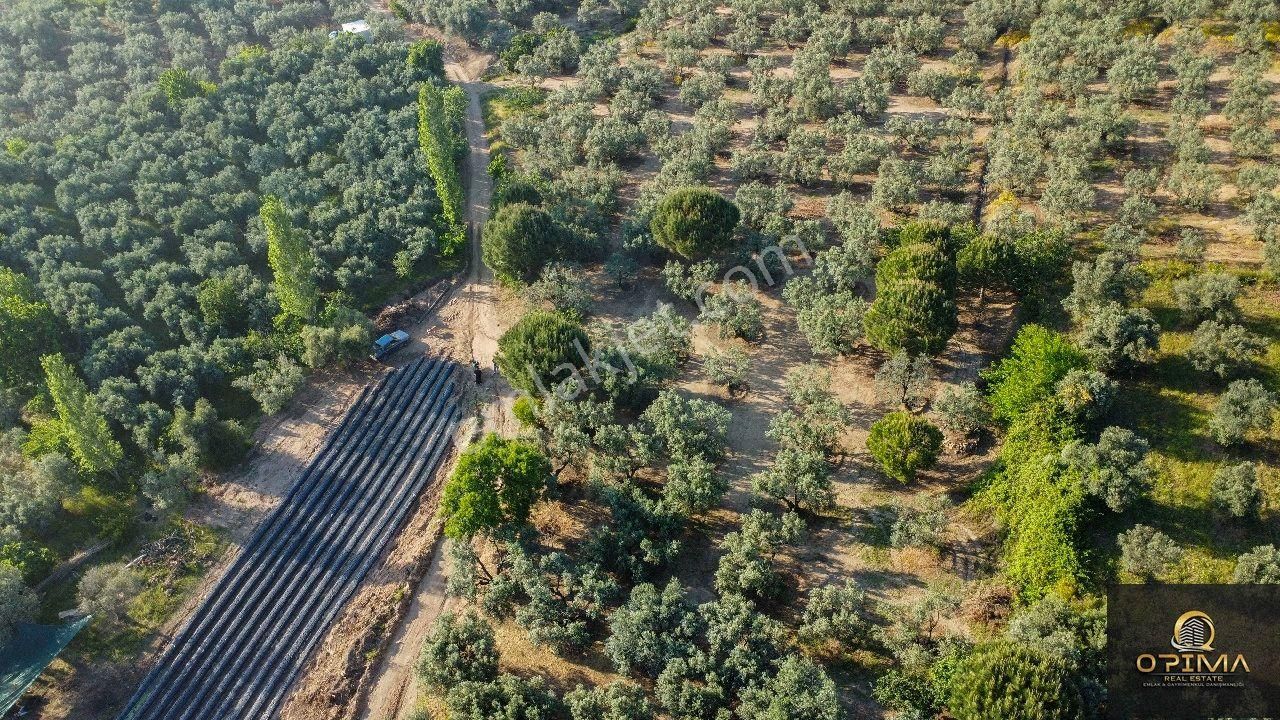 Opima Emlaktan Çeltikçi Mahallesinde Yolu Açılmış Satılık Zeytinlik - Görsel 8