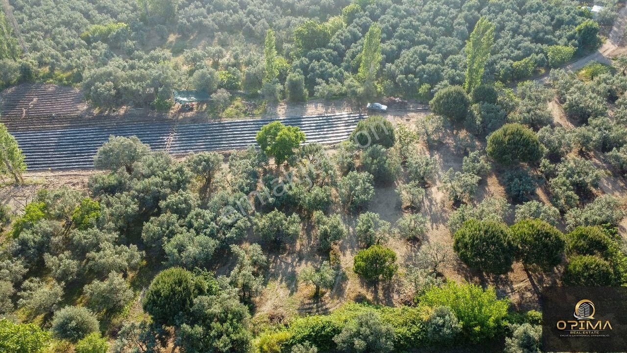 Opima Emlaktan Çeltikçi Mahallesinde Yolu Açılmış Satılık Zeytinlik - Görsel 12
