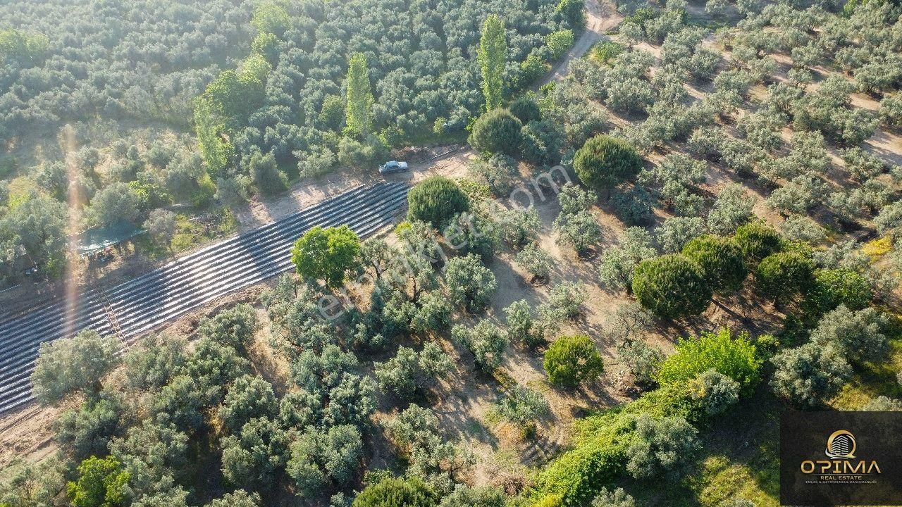 Opima Emlaktan Çeltikçi Mahallesinde Yolu Açılmış Satılık Zeytinlik - Görsel 10