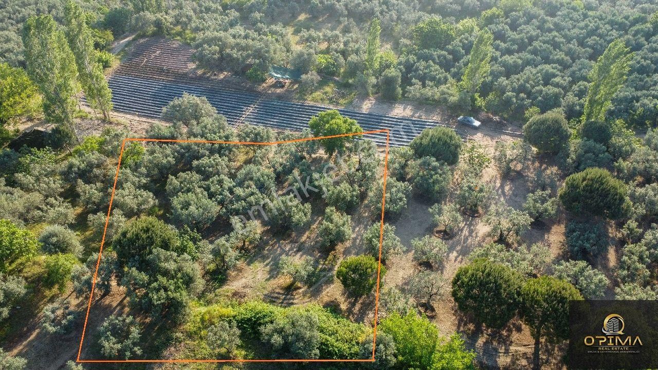 Opima Emlaktan Çeltikçi Mahallesinde Yolu Açılmış Satılık Zeytinlik - Görsel 13
