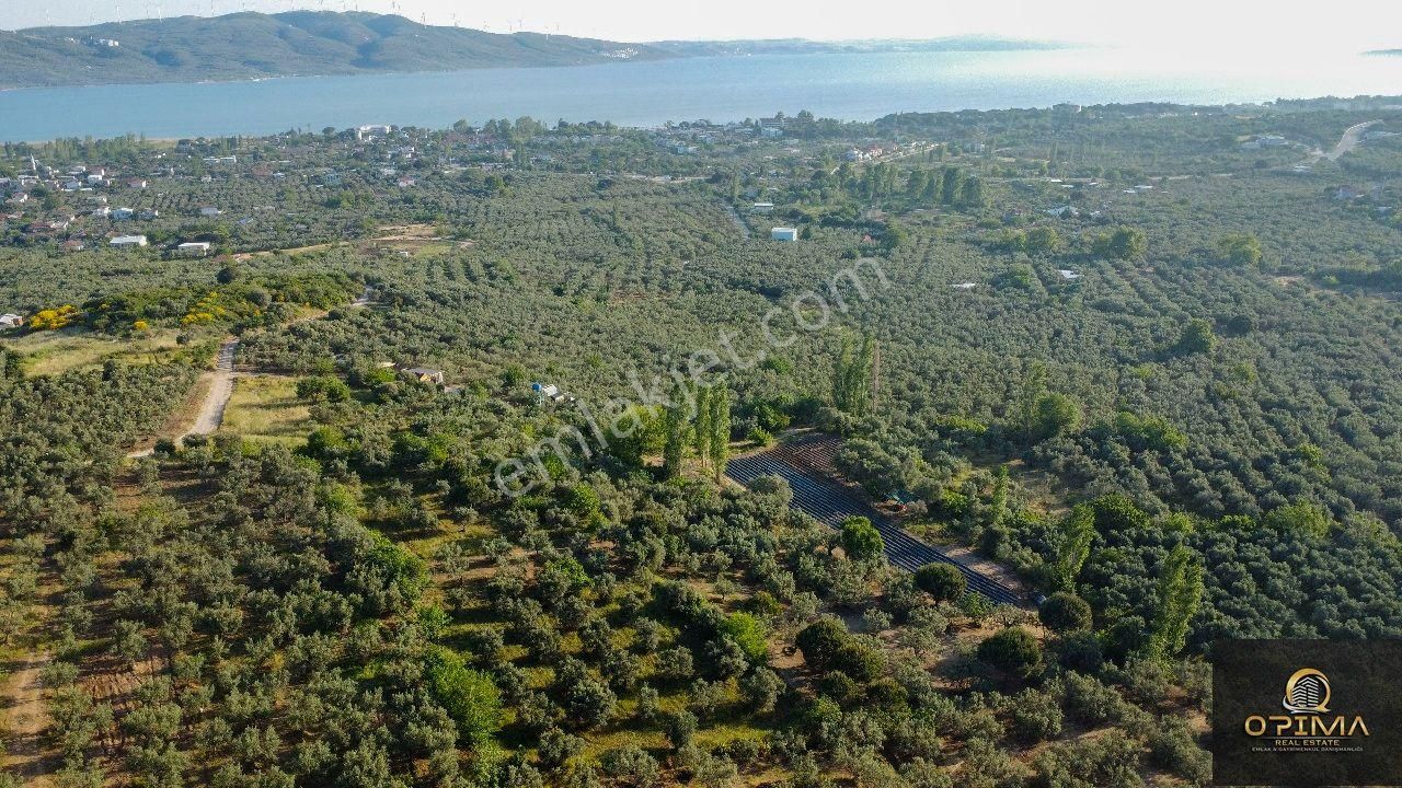 Opima Emlaktan Çeltikçi Mahallesinde Yolu Açılmış Satılık Zeytinlik - Görsel 17