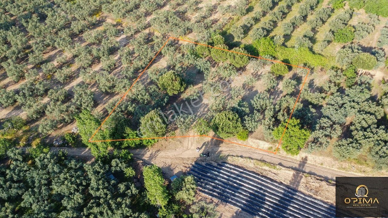 Opima Emlaktan Çeltikçi Mahallesinde Yolu Açılmış Satılık Zeytinlik - Görsel 2