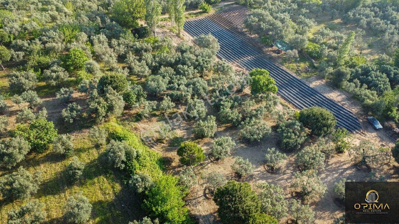 Opima Emlaktan Çeltikçi Mahallesinde Yolu Açılmış Satılık Zeytinlik - Görsel 15