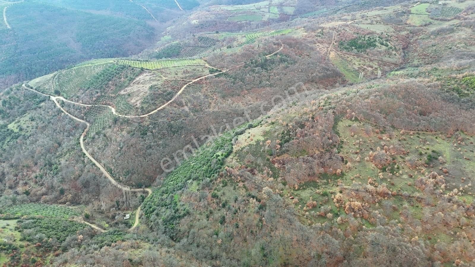İznik Sarıağıl Köyünde Yola Yakın Çok Ucuz 2900 M2 Tarla - Görsel 7
