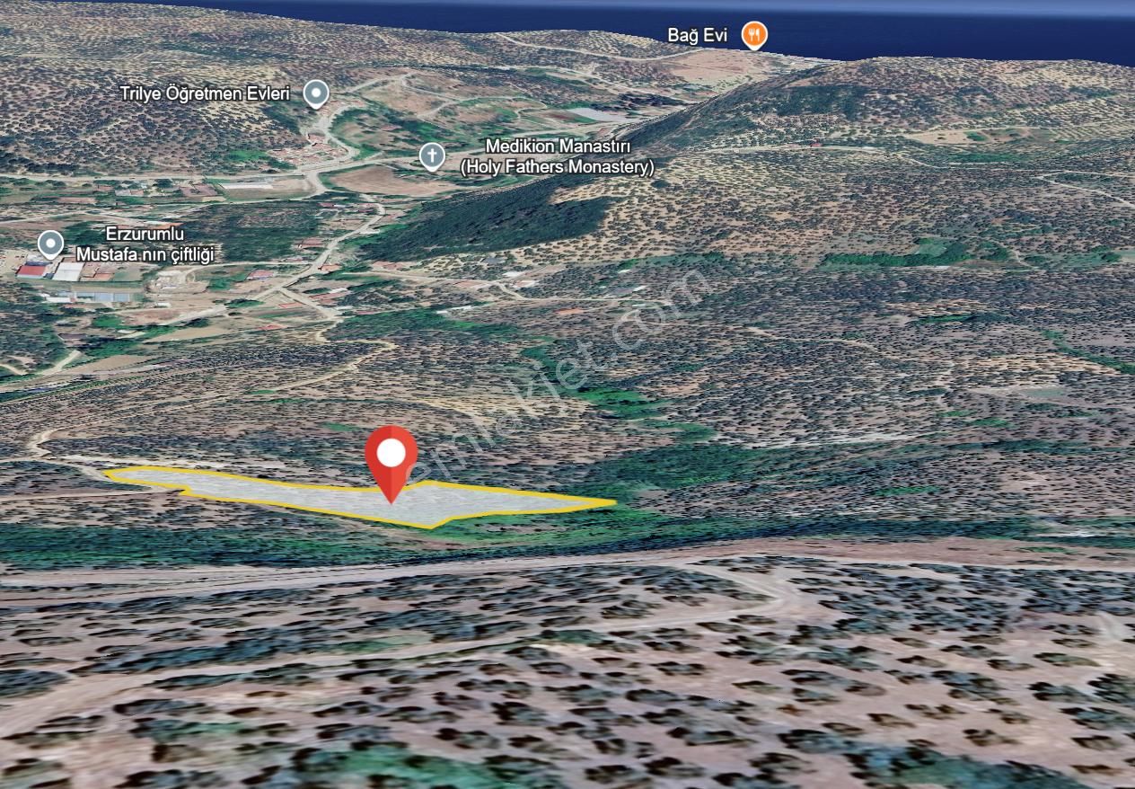 Mudanya Talatbey Kalyangoz Mevkiinde Satılık Zeytinlik - Görsel 2