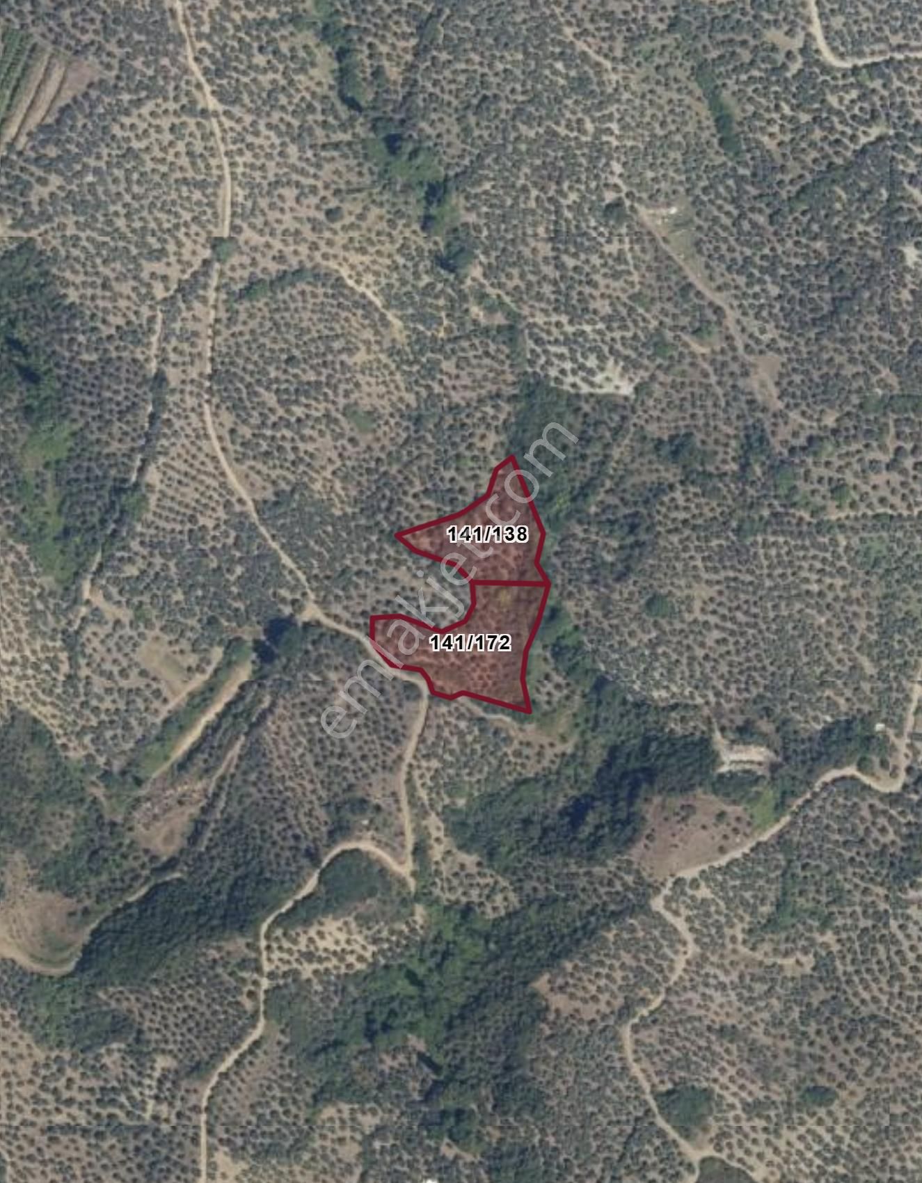 Mudanya Talatbey Kalyangoz Mevkiinde Satılık Zeytinlik - Görsel 3