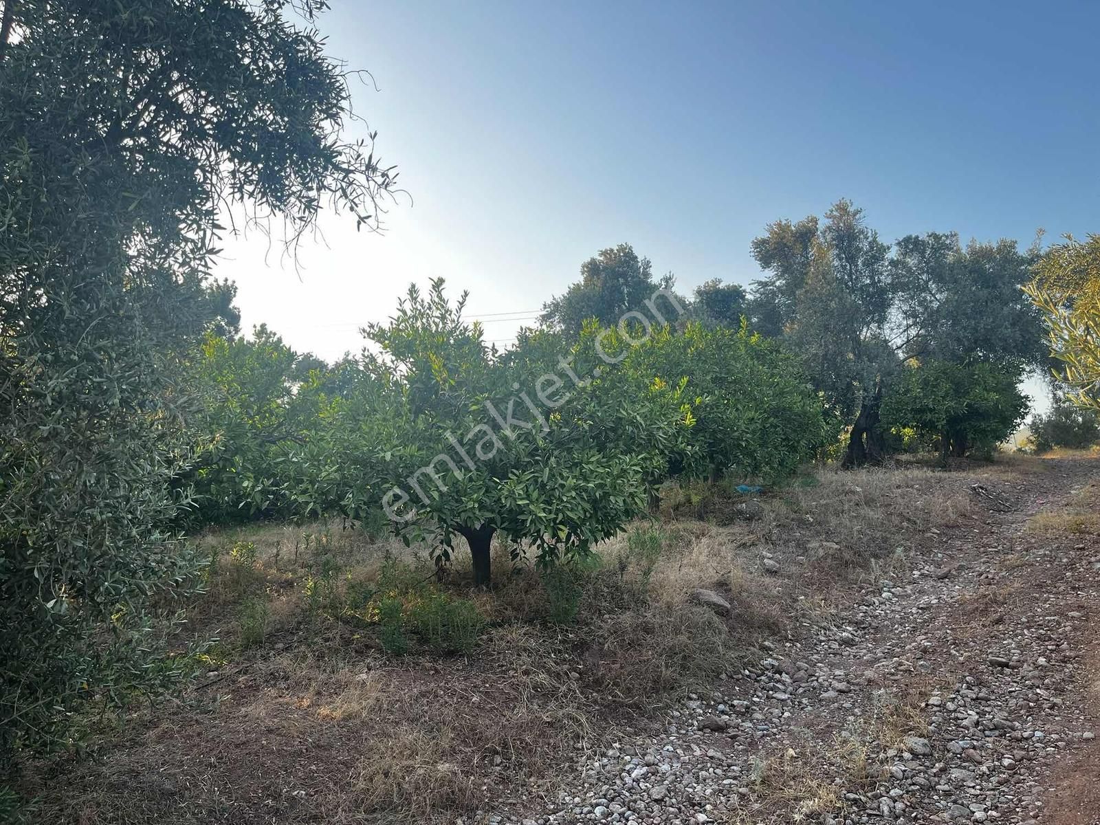 Sarı Emlaktan Emsalsiz Tarla - Görsel 6