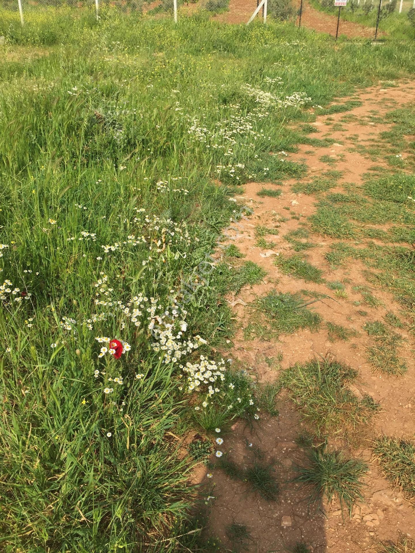 İzmir İmarlı Arsa 1955m² İmar Belgesi Mevcutdur. - Görsel 4