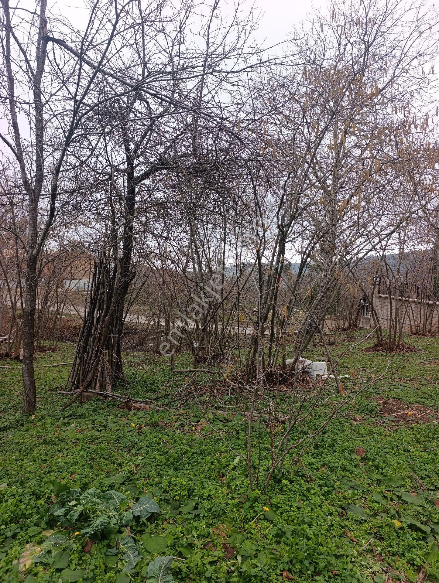 Bozkurt Zeybek Emlak Satılık 790.m2 Bahce - Görsel 14