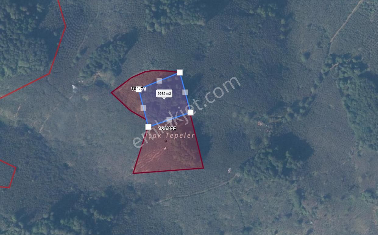 Sakarya Kocaali Kestanepınarı Köyü Satılık Fındık Bahçesi Tarla - Görsel 3