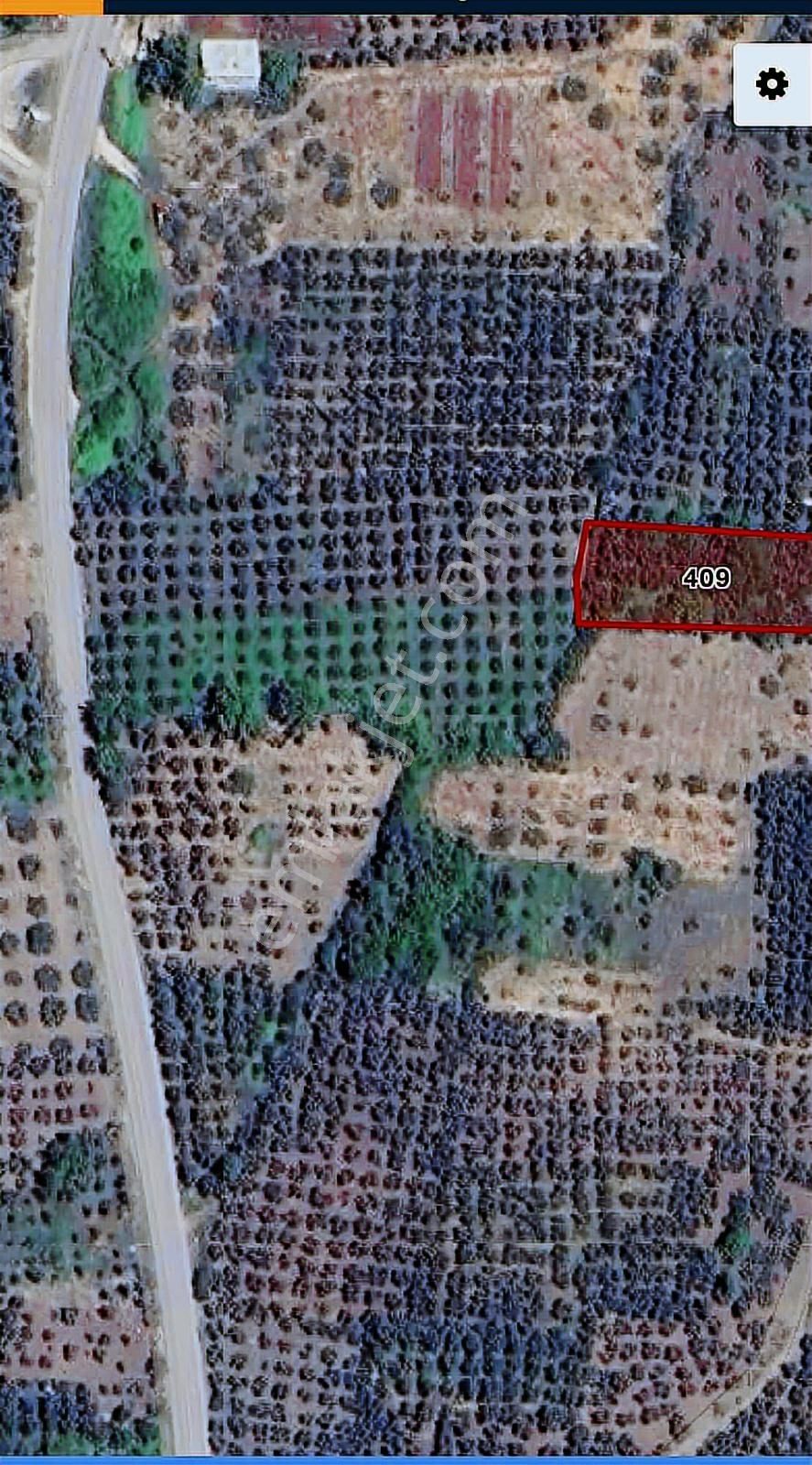 Gölyazı'da Satılık 1254 M2 Zeytinlik - Görsel 4
