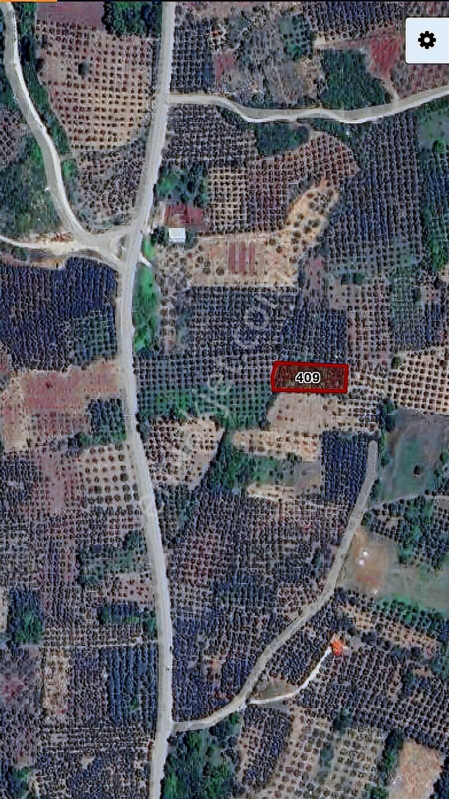 Gölyazı'da Satılık 1254 M2 Zeytinlik - Görsel 5