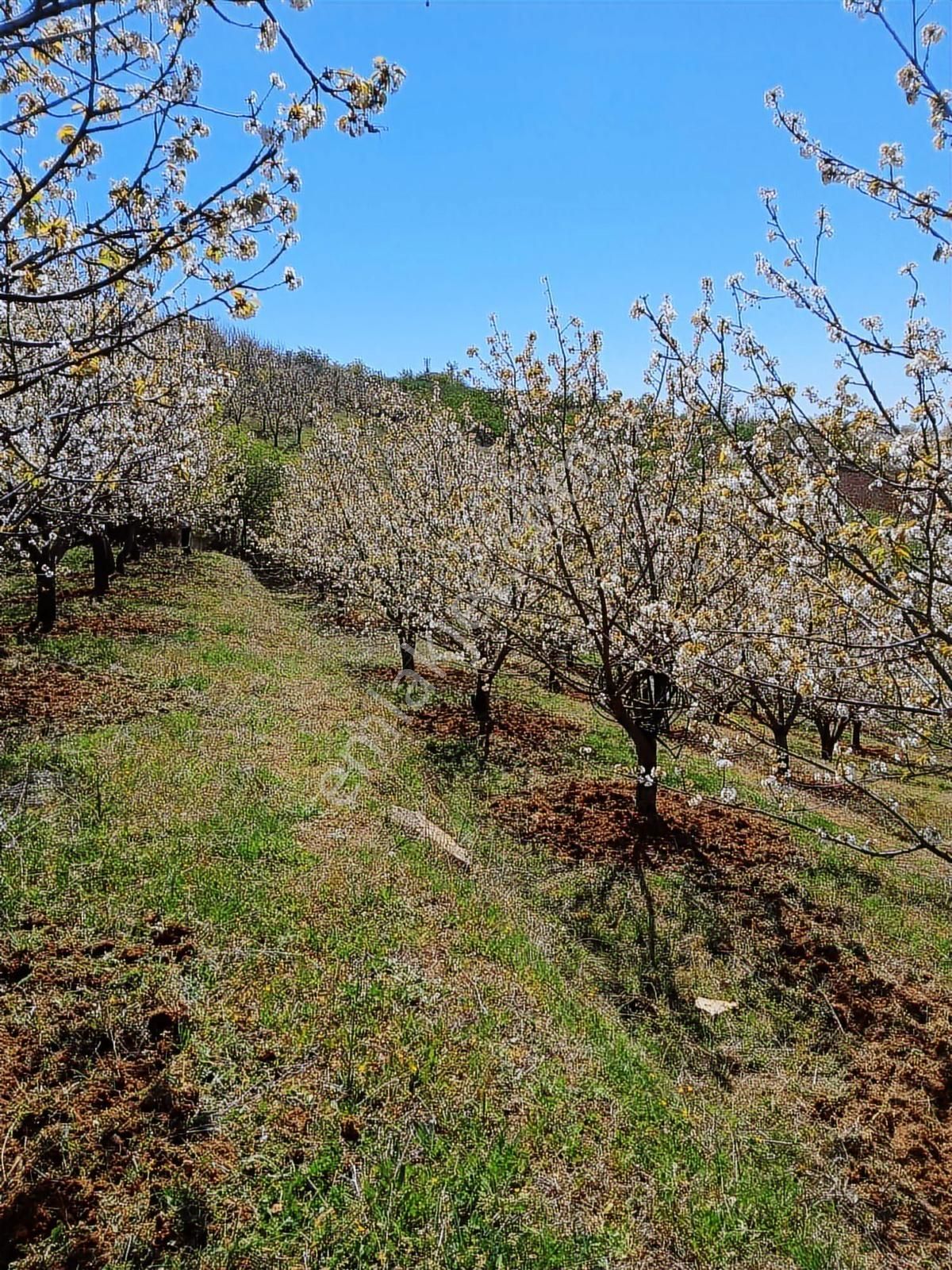 Verimli Arazi İznik Tacir De 4115 M2 Kiraz Bahçesi - Görsel 3