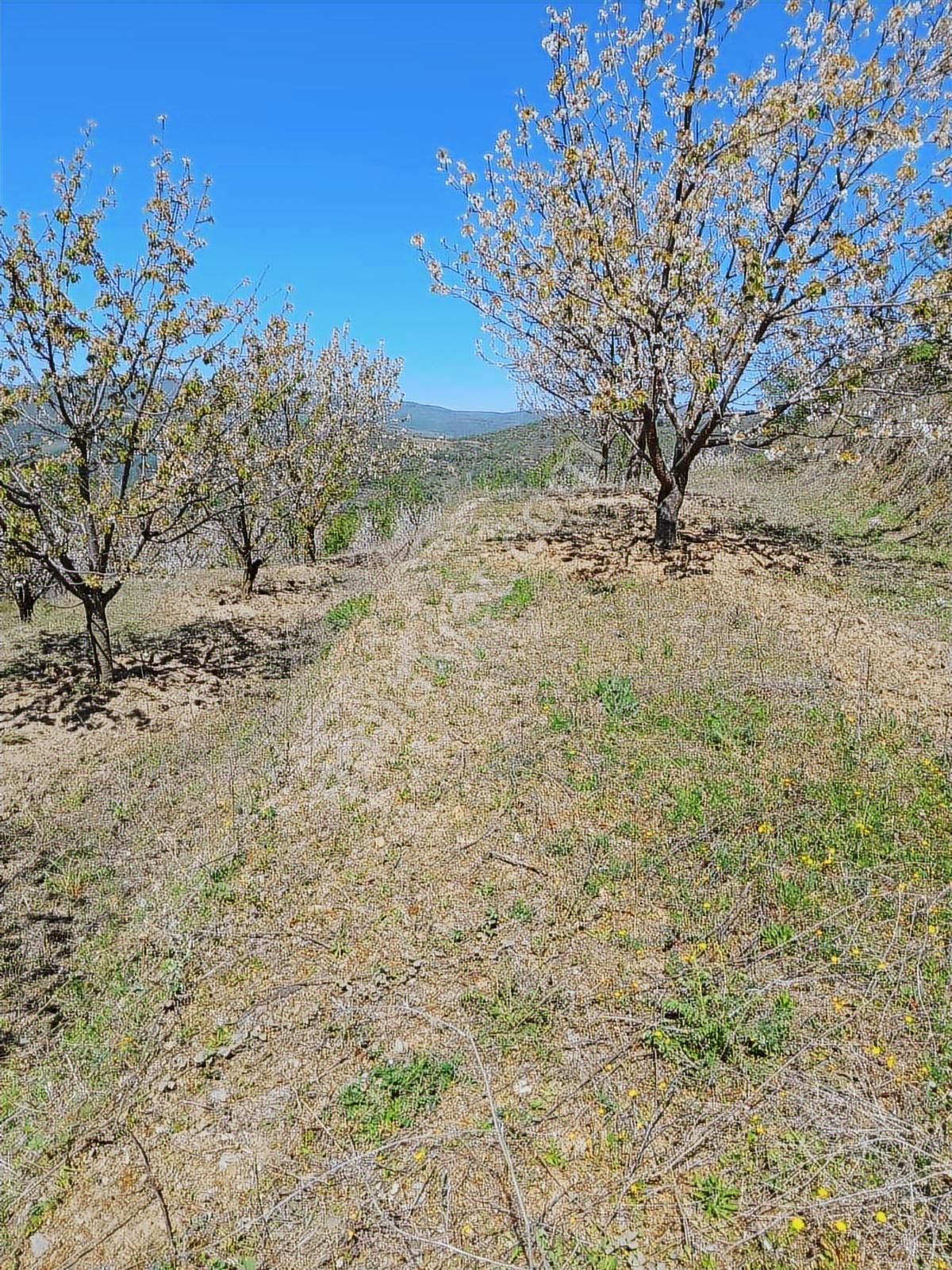 Verimli Arazi İznik Tacir De 4115 M2 Kiraz Bahçesi