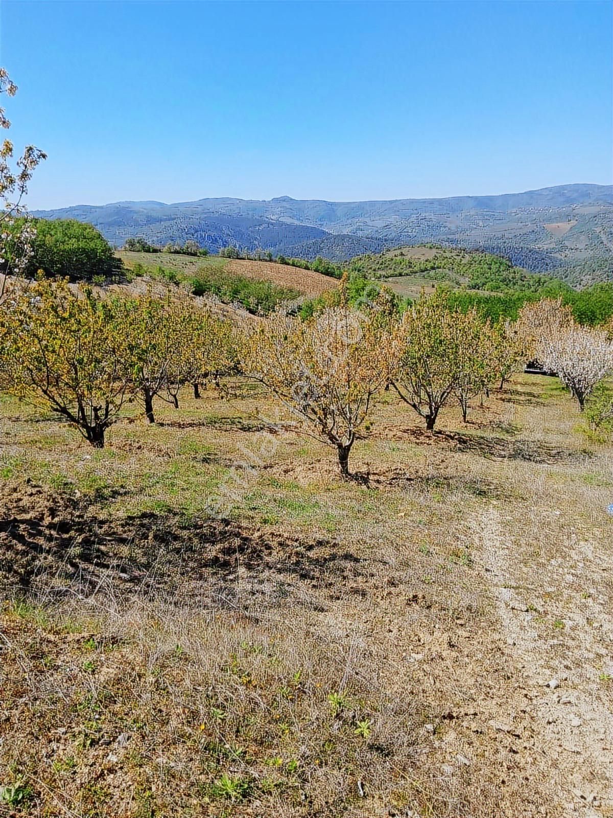 Verimli Arazi İznik Tacir De 4115 M2 Kiraz Bahçesi - Görsel 5